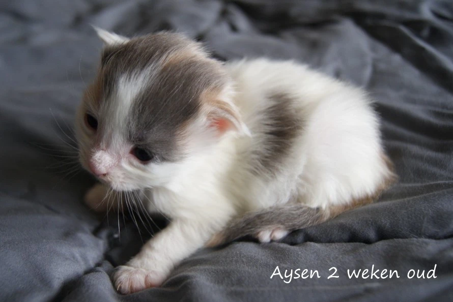 Aysen